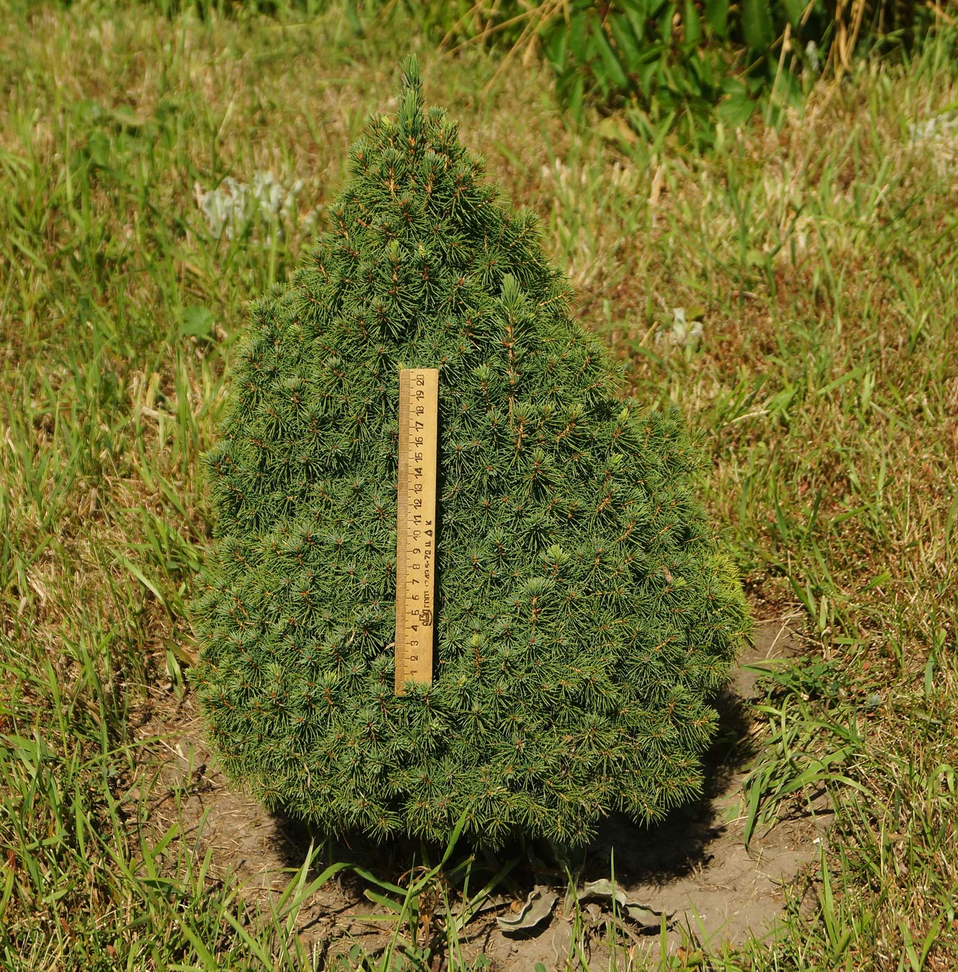 Изображение особи Picea glauca.