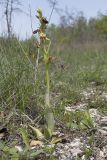 Ophrys mammosa subspecies caucasica. Зацветающее растение. Краснодарский край, м/о г. Новороссийск, гора Шахан, пушистодубово-грабинниковое редколесье на южном склоне горы. 17.04.2018.