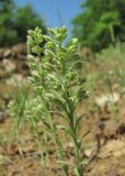 Alyssum alyssoides. Верхушка плодоносящего растения. Краснодарский край, Абинский р-н, юж. окр. ст. Холмская, опушка у лесной дороги. 24.04.2018.