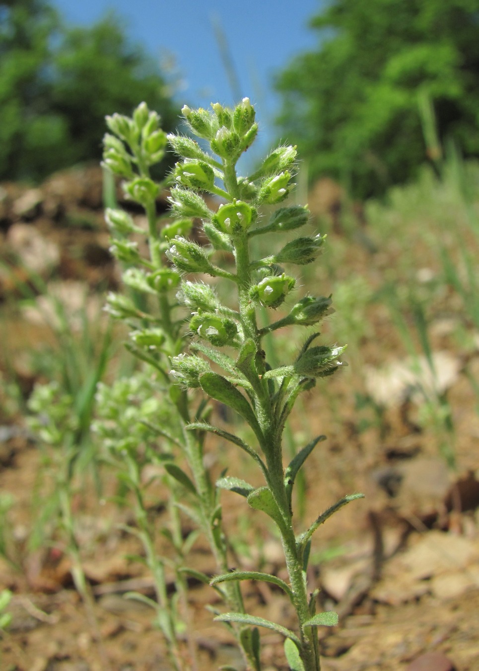 Image of Alyssum alyssoides specimen.