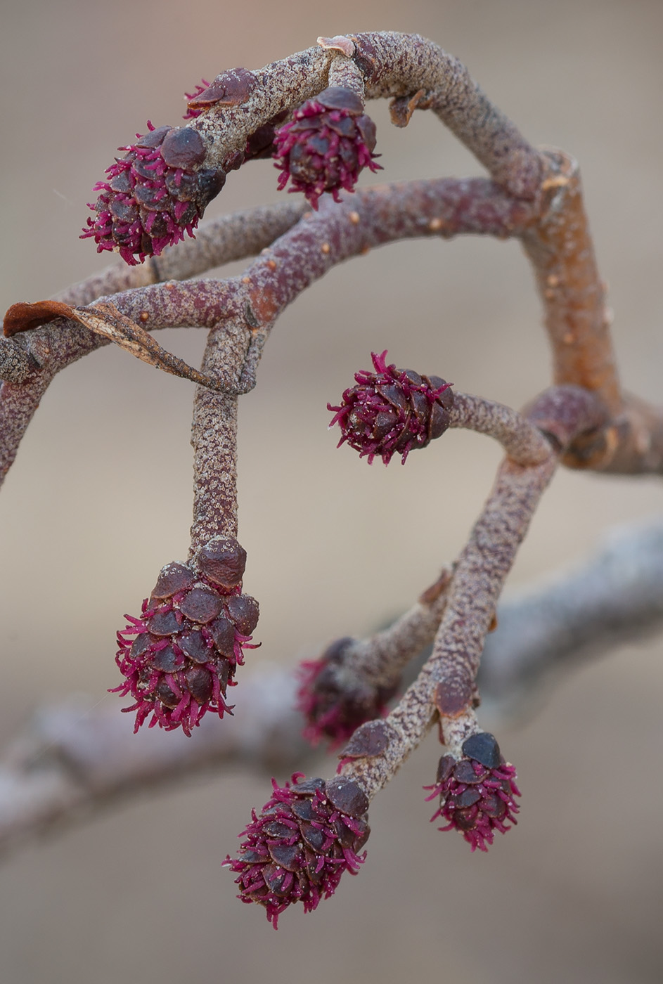 Изображение особи Alnus glutinosa.