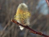 Изображение особи. Автор - Марина Ворошилова