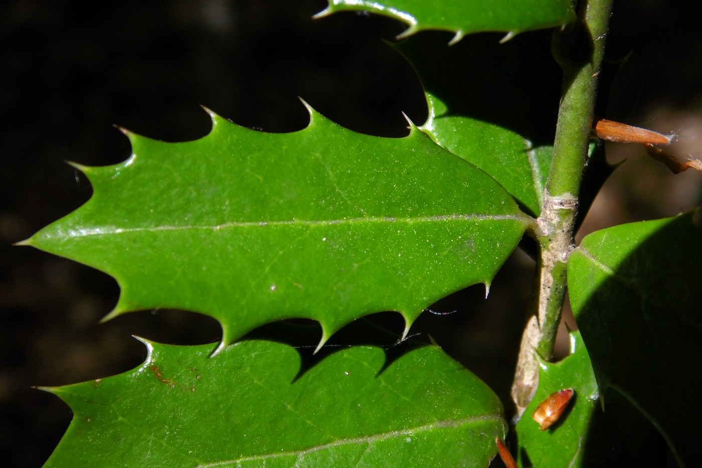 Image of Ilex colchica specimen.