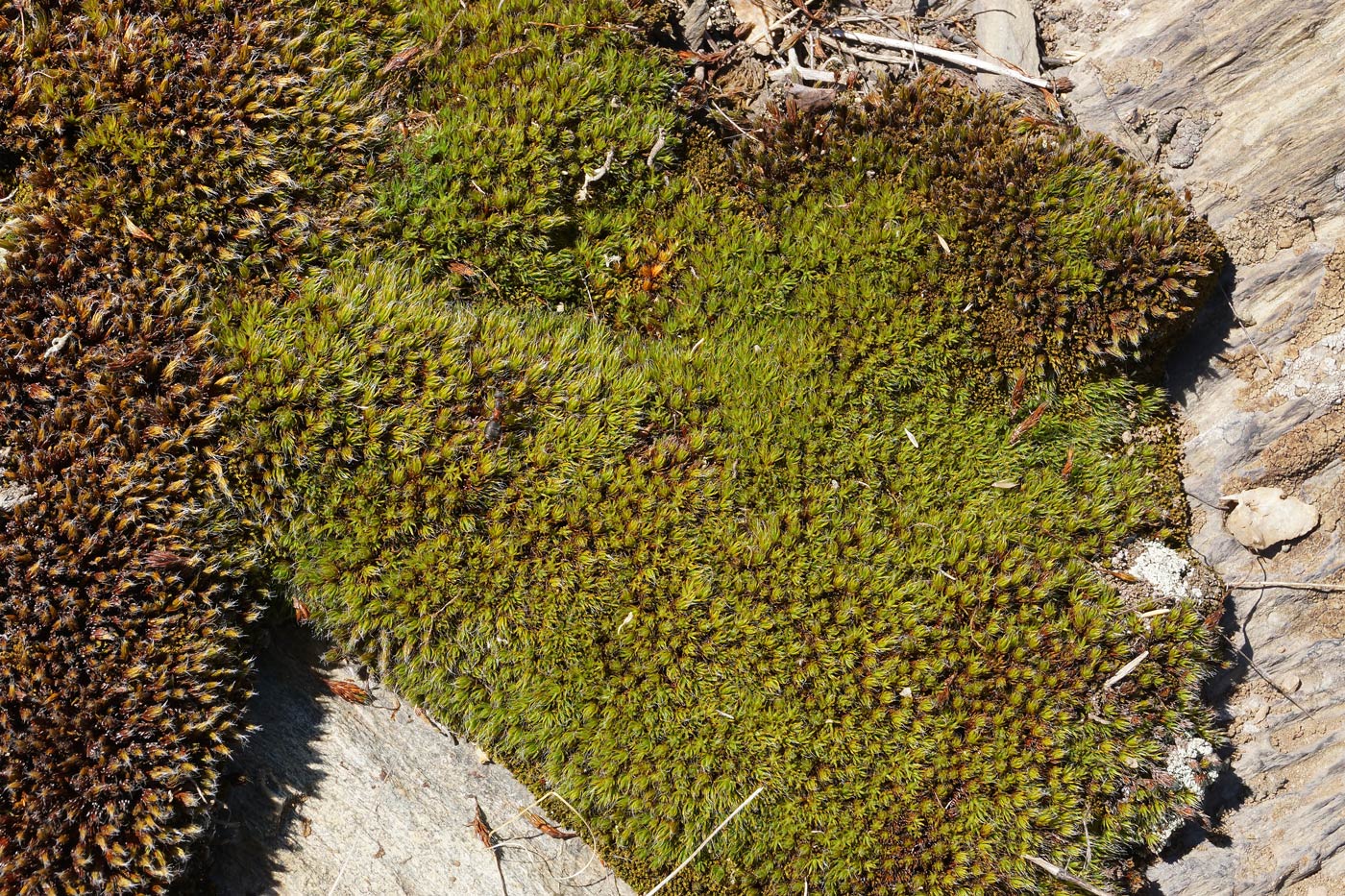 Image of division Bryophyta specimen.