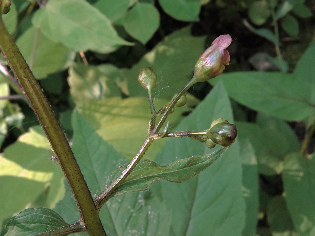 Изображение особи Scrophularia nodosa.