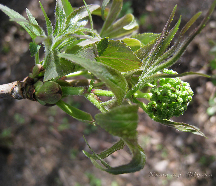 Изображение особи Sambucus sibirica.