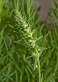 Linaria vulgaris