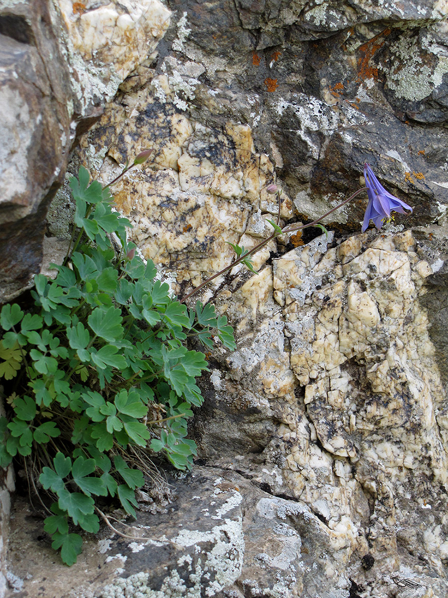 Изображение особи Aquilegia karatavica.