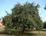 Pyrus communis