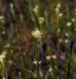 Rhynchospora alba