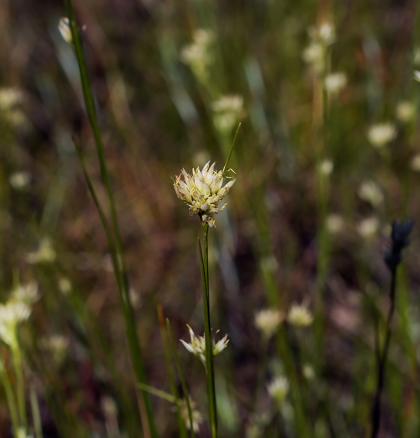 Изображение особи Rhynchospora alba.