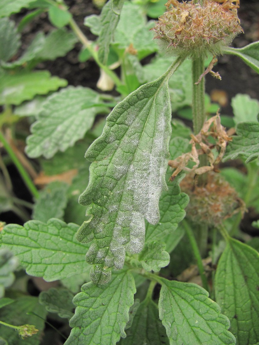 Изображение особи Marrubium leonuroides.