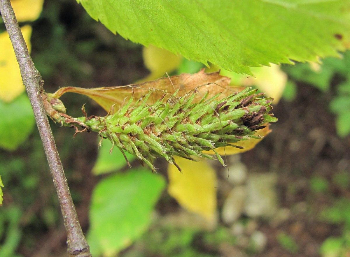 Изображение особи Betula raddeana.