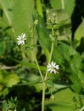 Myosoton aquaticum. Верхушка цветущего растения и подлетающая журчалка (Sphaerophoria scripta). Восточный Казахстан, г. Усть-Каменогорск, правый берег р. Иртыш влажный, луг. 24.07.2018.