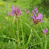 Astragalus onobrychis