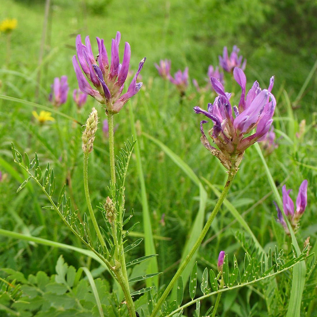 Изображение особи Astragalus onobrychis.