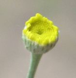 Tanacetum uralense