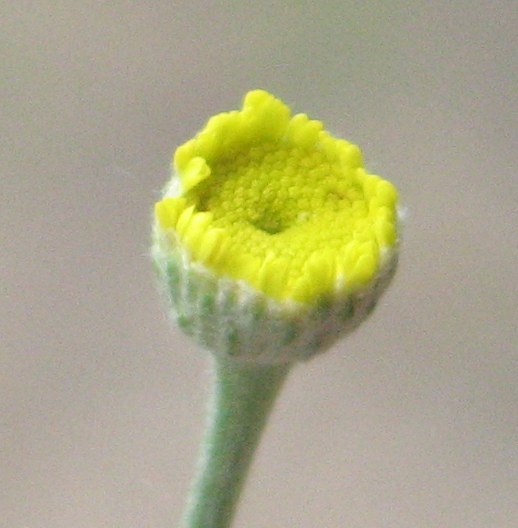 Image of Tanacetum uralense specimen.