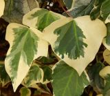 Hedera algeriensis разновидность variegata. Листья (пестролистная форма). Черногория, муниципалитет Будва, пос. Бечичи (Bečići), живая изгородь. Июль 2018 г.