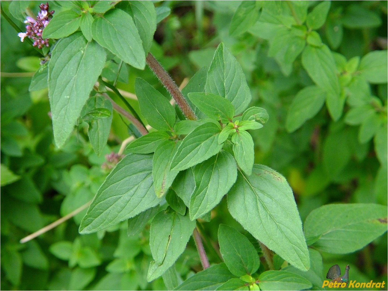 Image of Origanum vulgare specimen.
