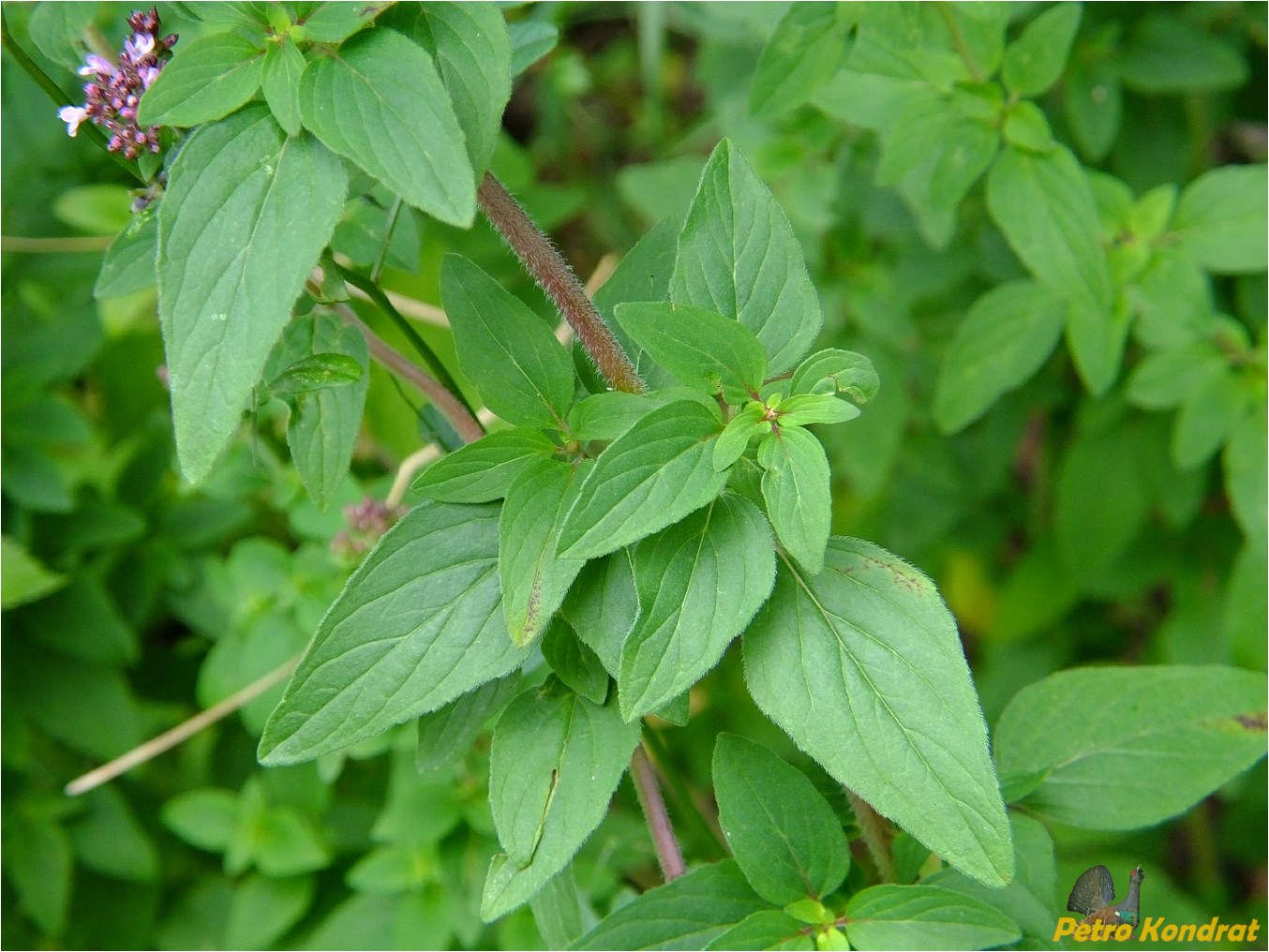 Изображение особи Origanum vulgare.