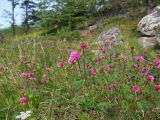 Trifolium lupinaster