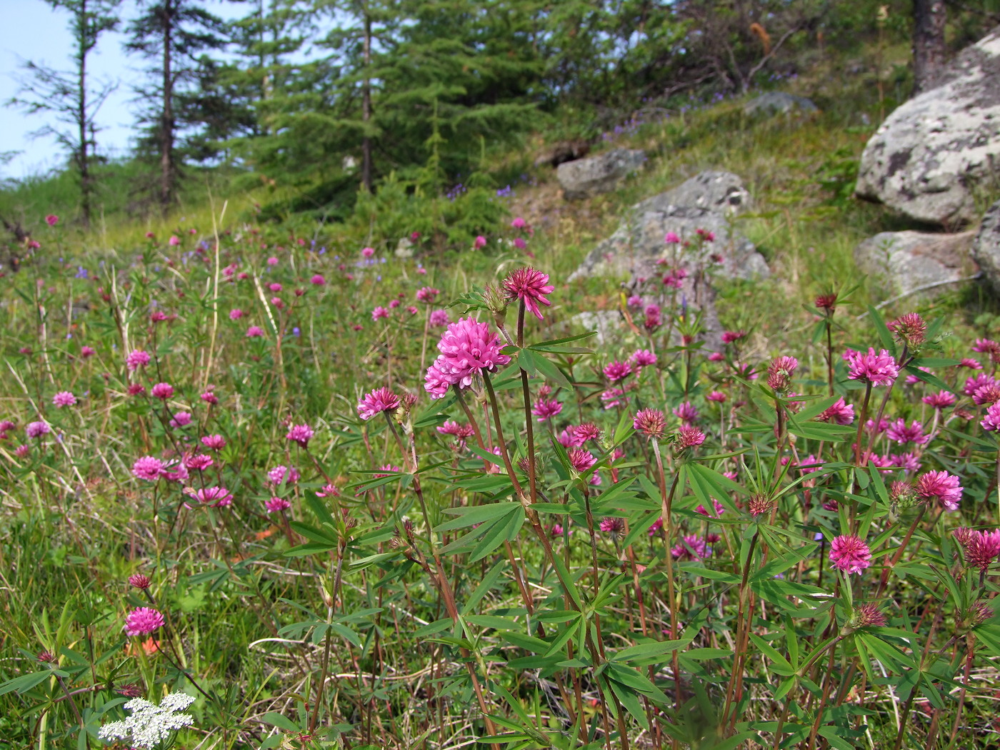 Image of Trifolium lupinaster specimen.