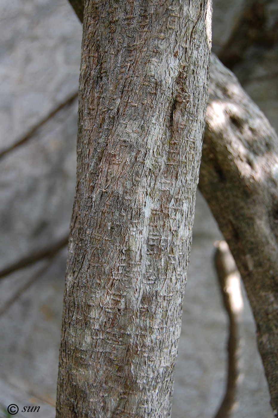 Image of Wisteria sinensis specimen.