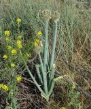 Allium altaicum