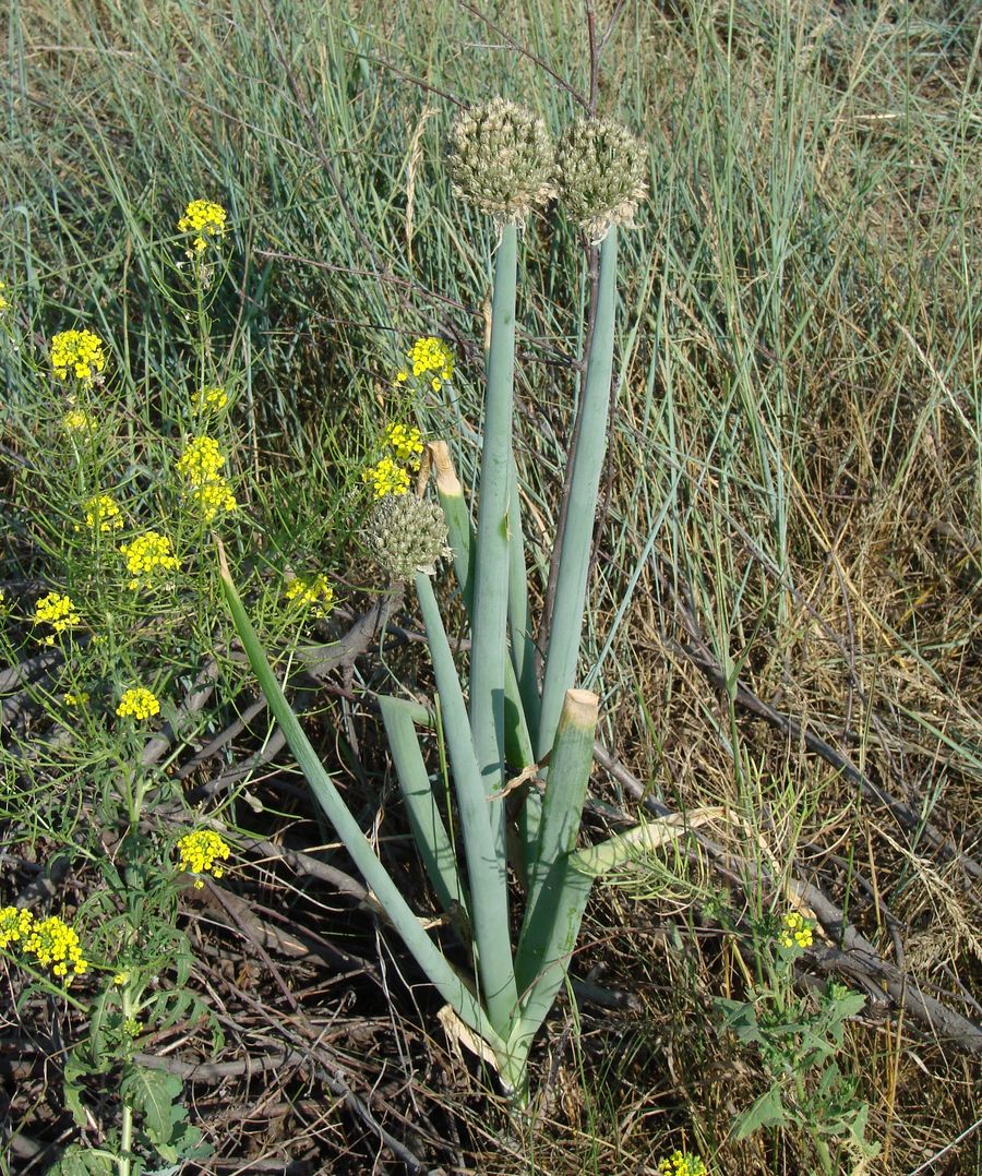 Image of Allium altaicum specimen.