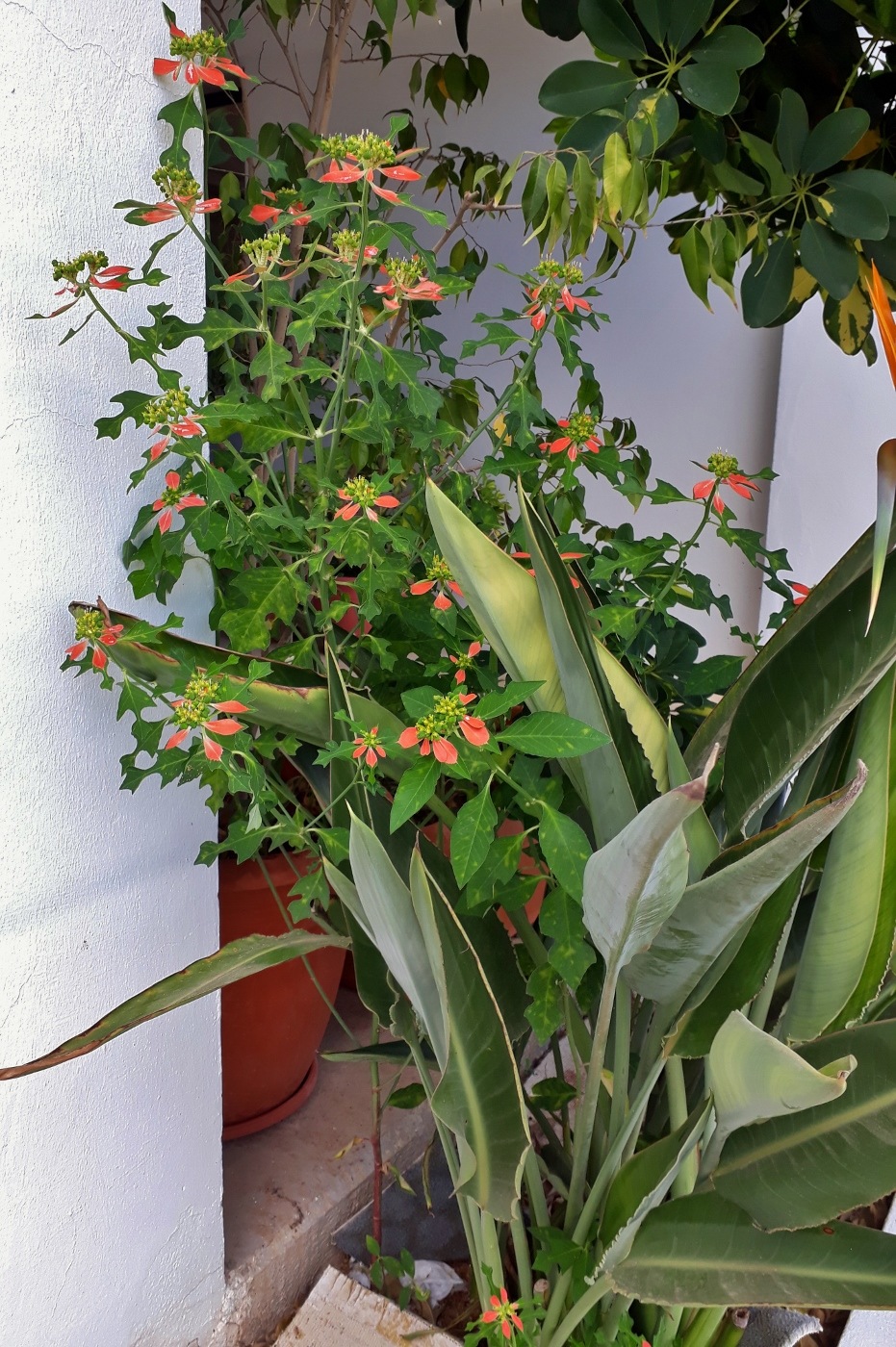 Image of Euphorbia cyathophora specimen.