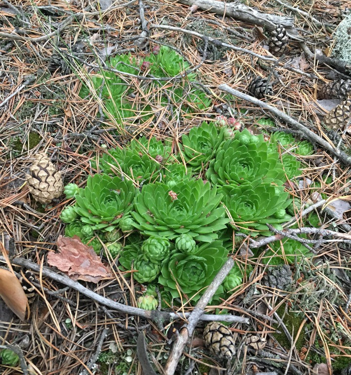 Изображение особи Jovibarba globifera.