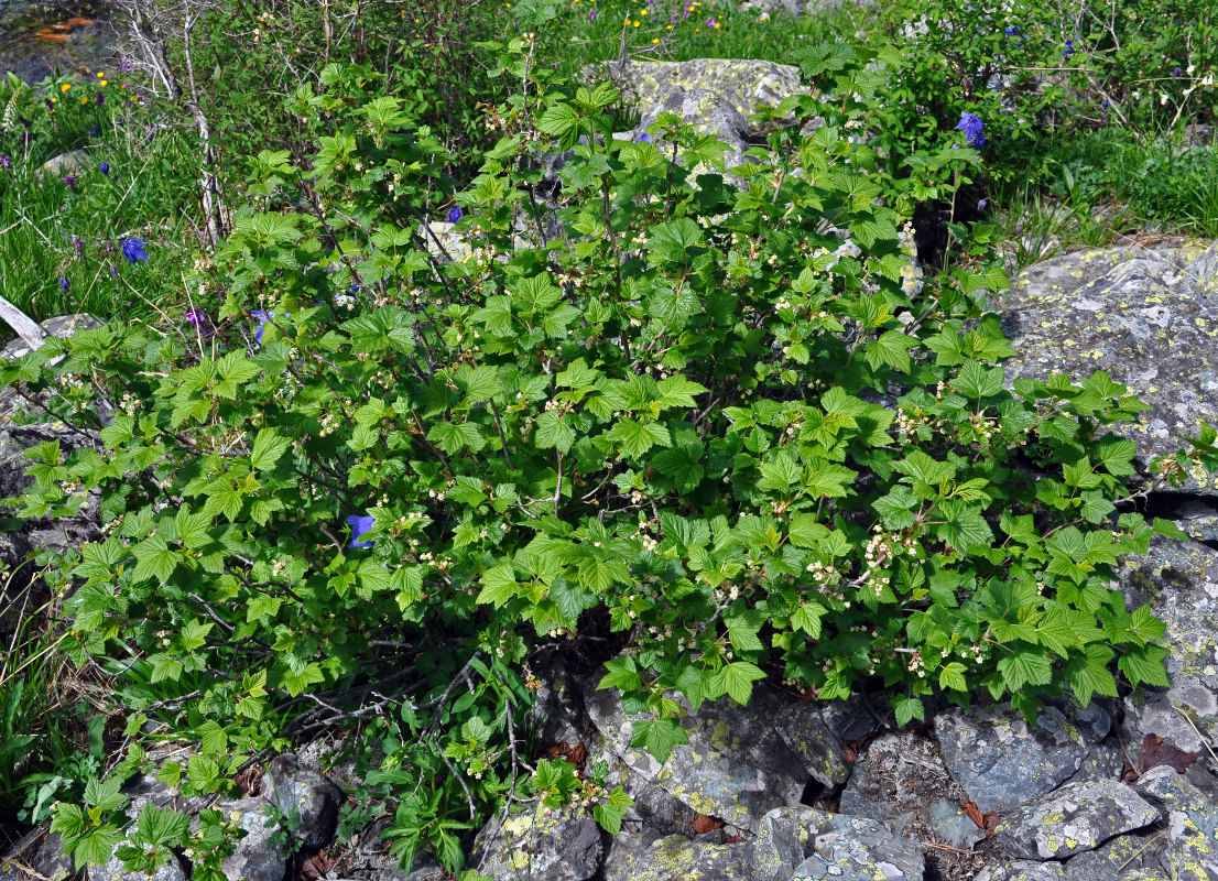 Image of Ribes nigrum specimen.