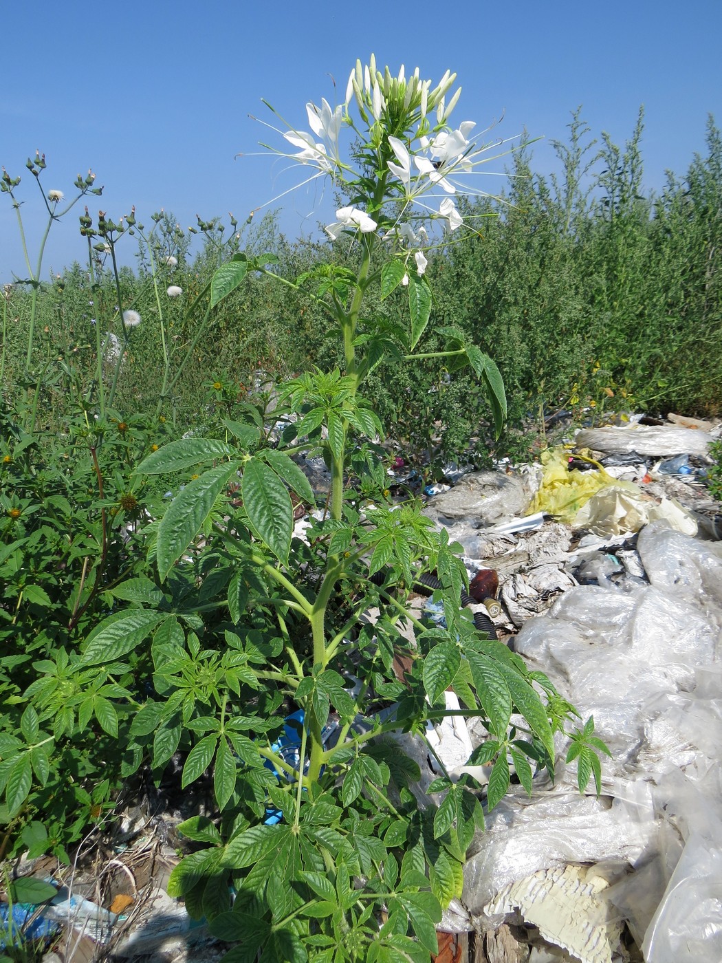 Image of Tarenaya hassleriana specimen.