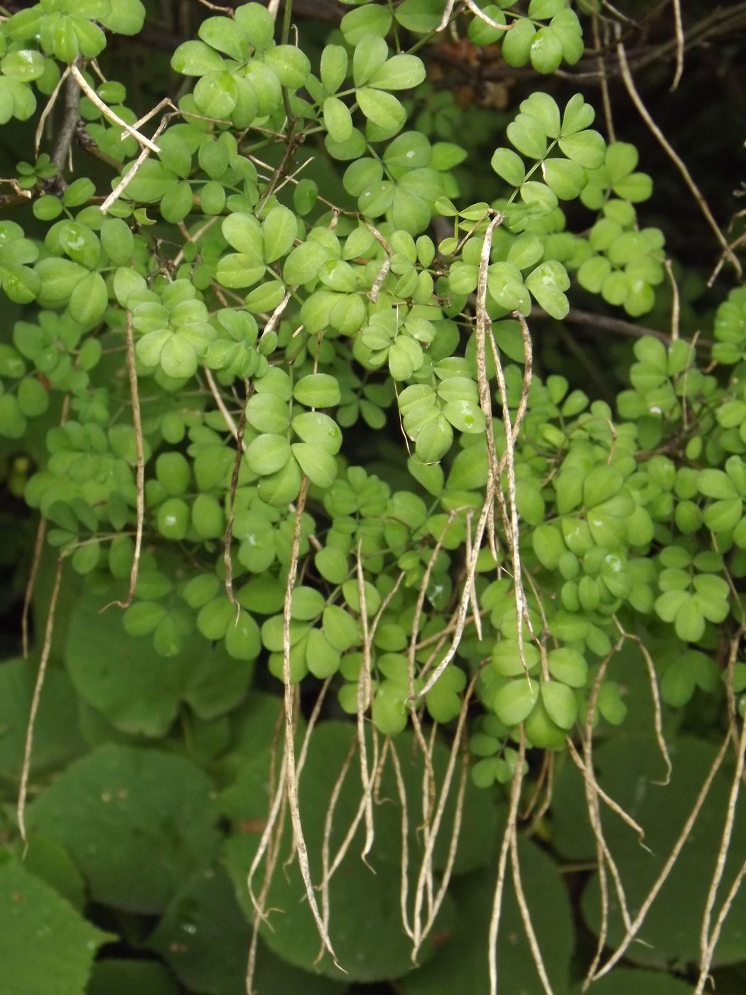 Image of Hippocrepis emeroides specimen.