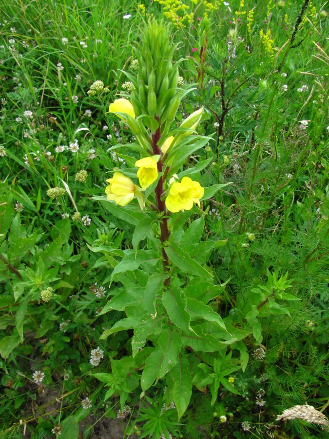 Изображение особи Oenothera rubricaulis.