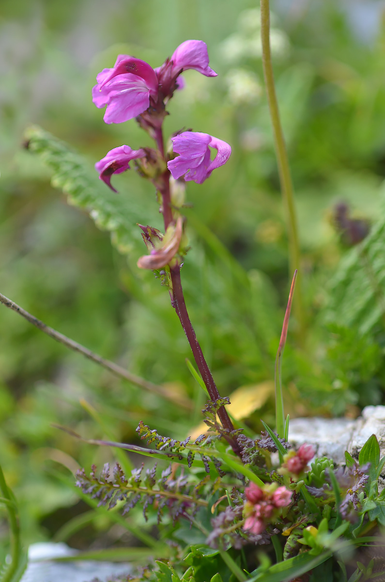 Image of Pedicularis nordmanniana specimen.