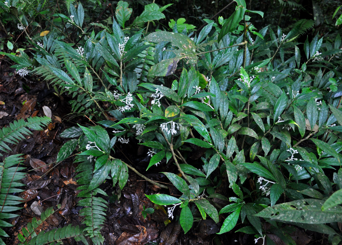 Image of Argostemma yappii specimen.