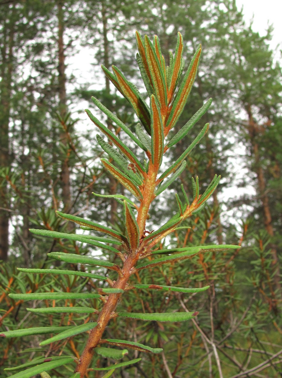 Image of Ledum palustre specimen.