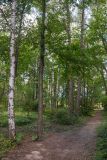 Betula lenta. Нижняя часть ствола и ветви. Нижний Новгород, Ботанический сад ННГУ, в культуре. 14.08.2018.