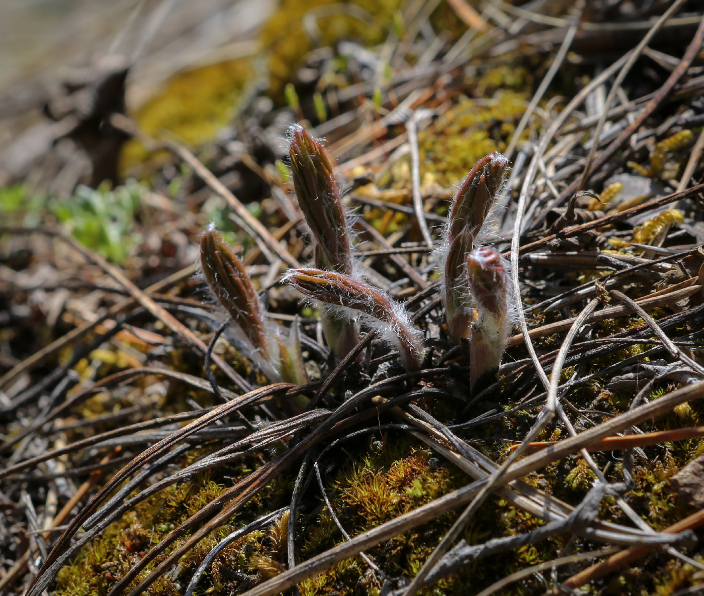 Image of Pulsatilla patens specimen.