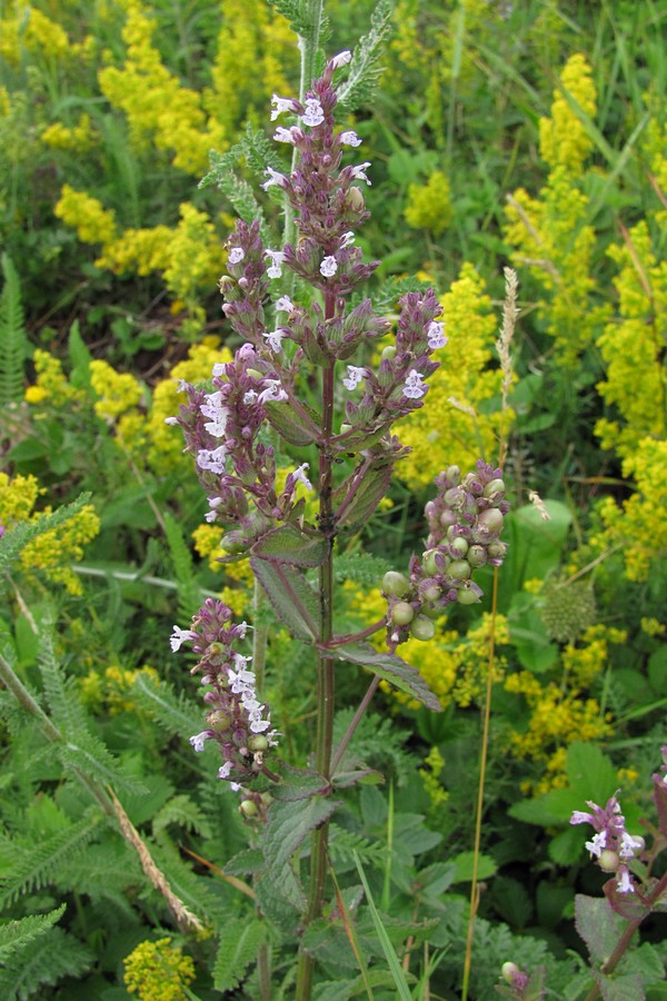 Image of Nepeta nuda specimen.