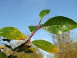 Salix abscondita