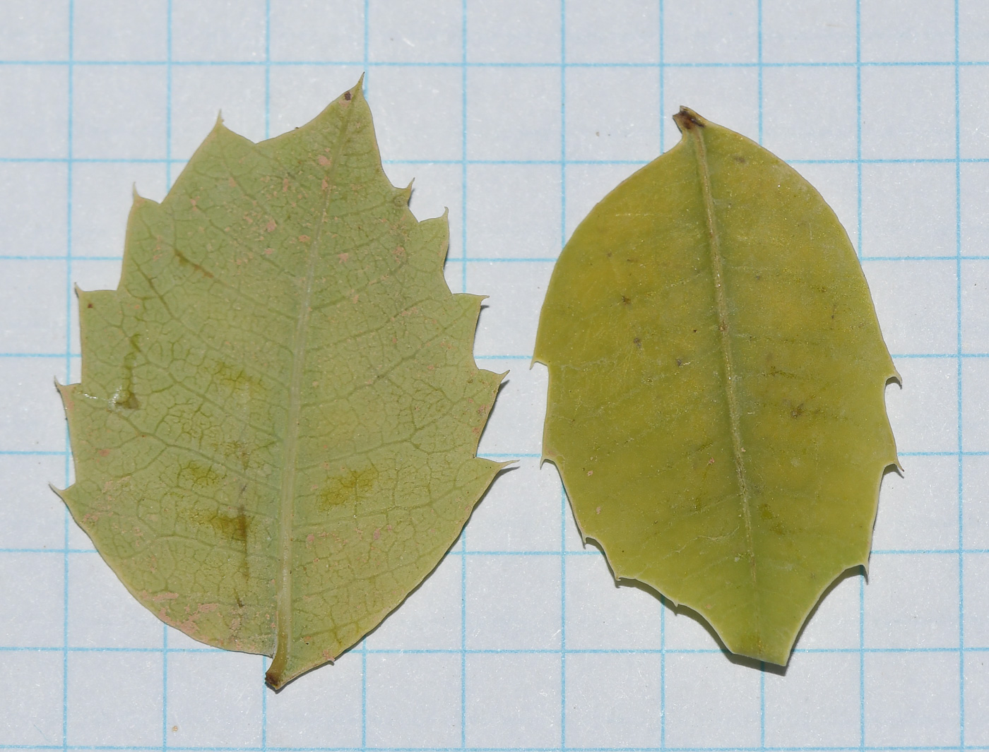 Image of Sclerocarya birrea specimen.