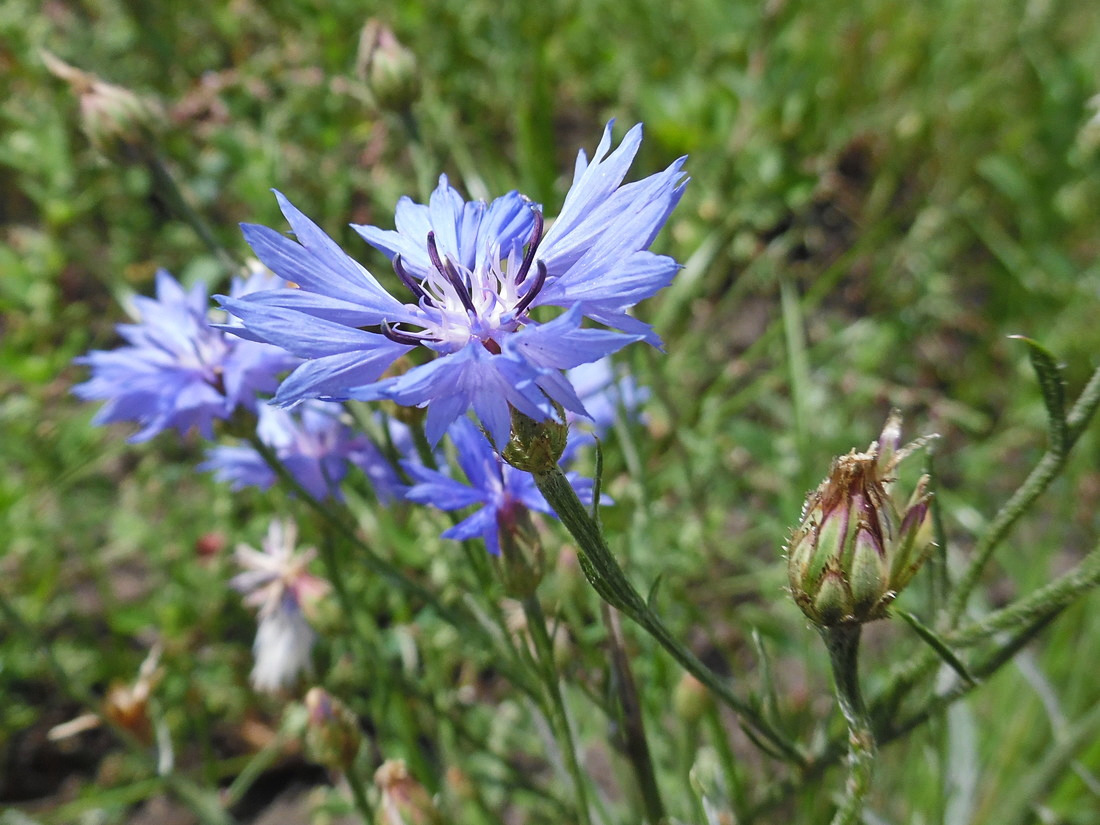 Image of Centaurea cyanus specimen.