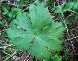 Aconitum septentrionale