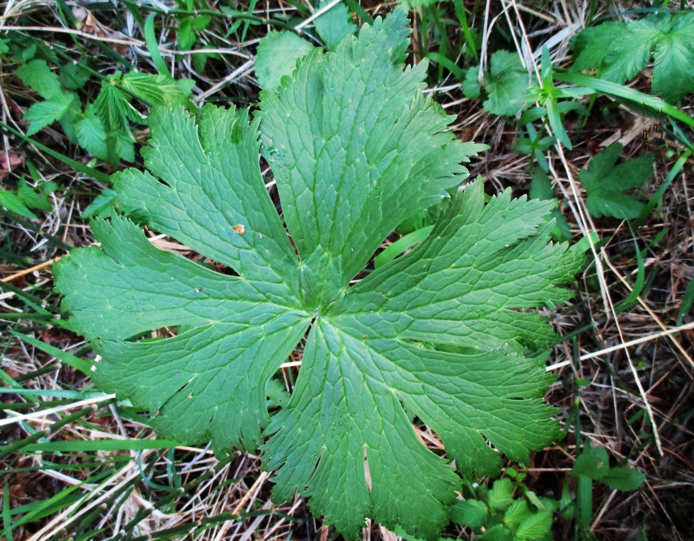 Изображение особи Aconitum septentrionale.