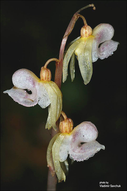 Image of Epipogium aphyllum specimen.