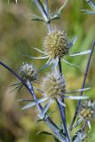 Eryngium planum