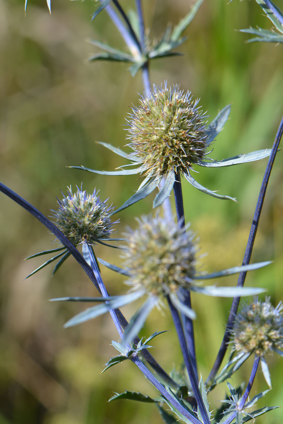 Изображение особи Eryngium planum.